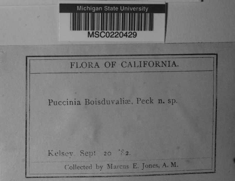 Puccinia boisduvaliae image