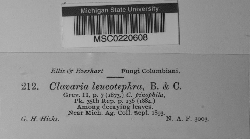 Clavaria leucotephra image