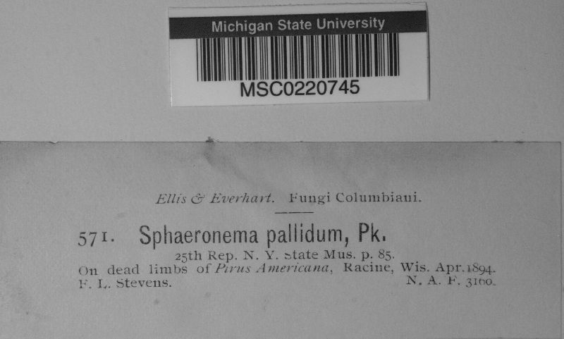 Sphaeronaema pallidum image