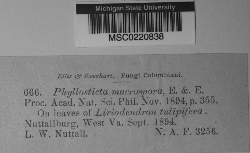 Phyllosticta macrospora image