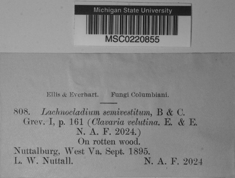 Lachnocladium semivestitum image