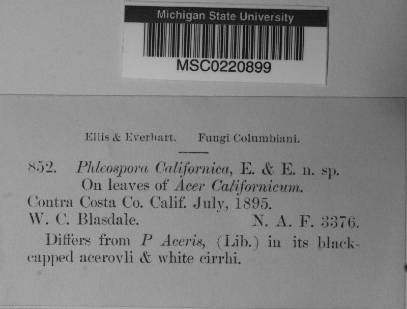 Phloeospora californica image