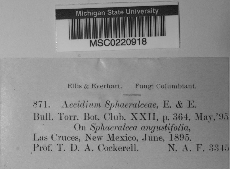 Aecidium sphaeralceae image