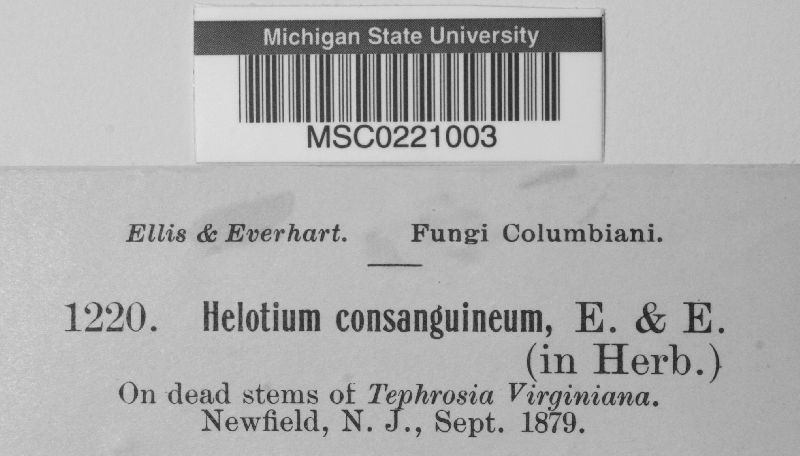 Helotium consanguineum image