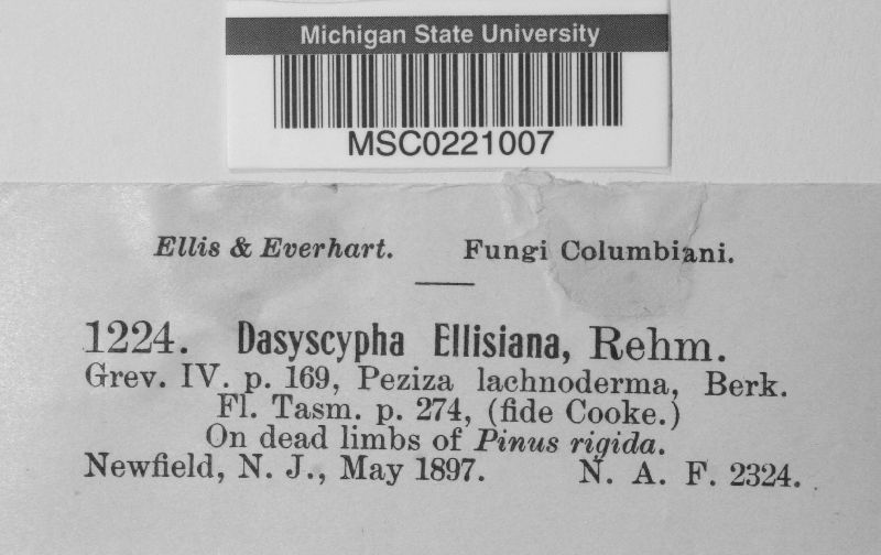 Dasyscypha ellisiana image