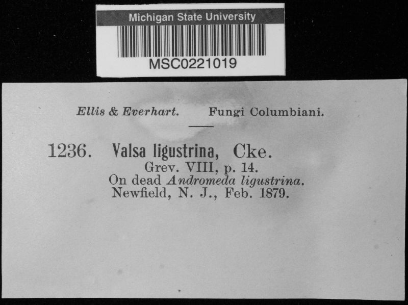 Valsa ligustrina image