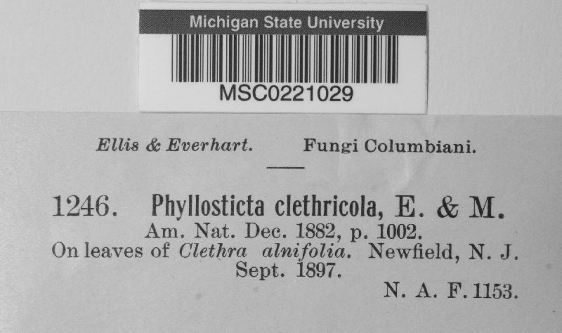 Phyllosticta clethricola image