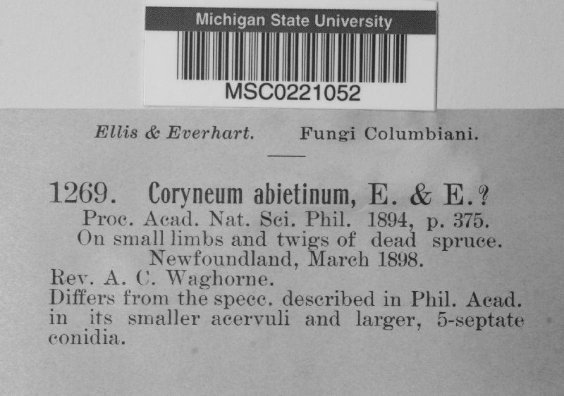 Coryneum abietinum image