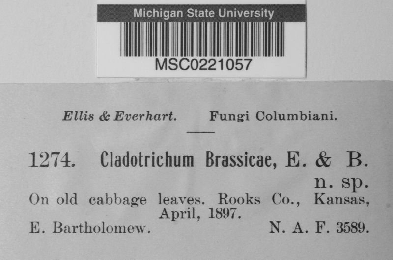 Cladosporium brassicae image