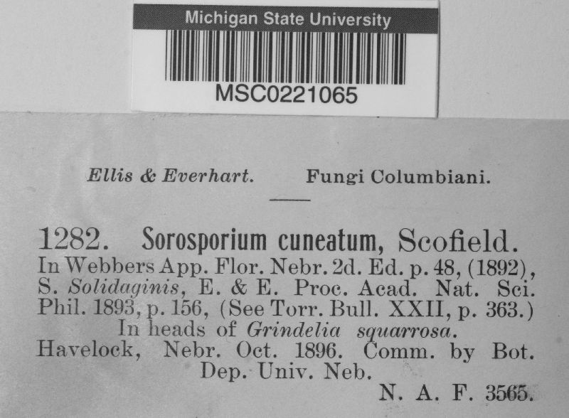 Sorosporium cuneatum image