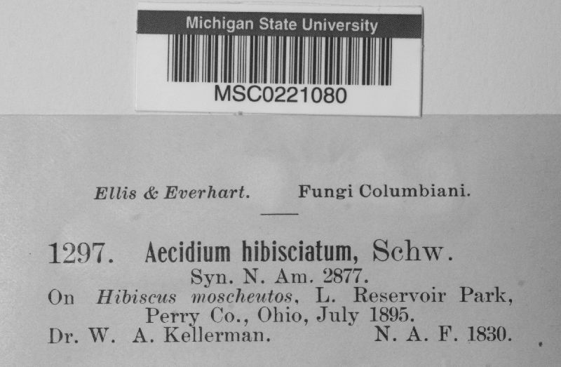 Aecidium hibisciatum image