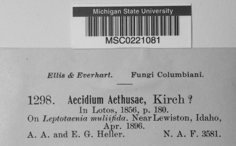 Aecidium aethusae image