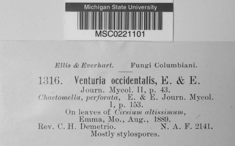 Venturia occidentalis image