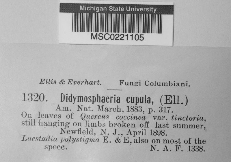 Didymosphaeria cupula image