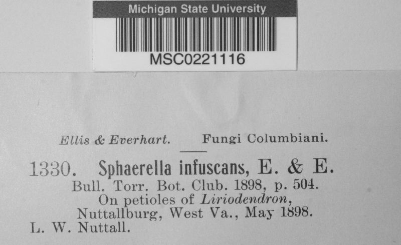 Sphaerella infuscans image