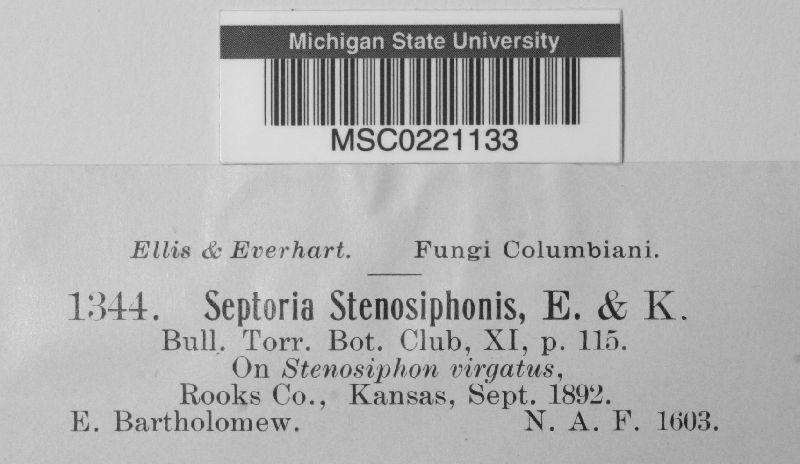 Septoria stenosiphonis image