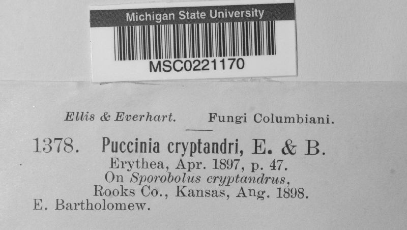 Puccinia cryptandri image