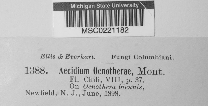 Aecidium oenotherae image