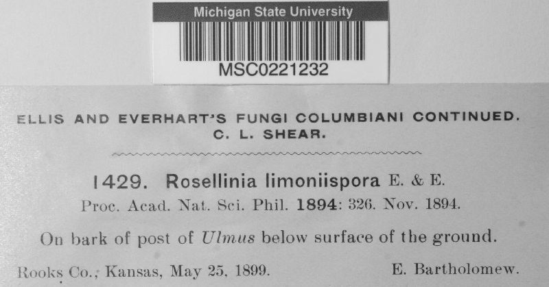 Rosellinia limoniispora image