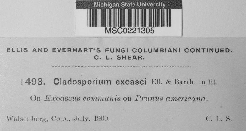 Cladosporium exoasci image