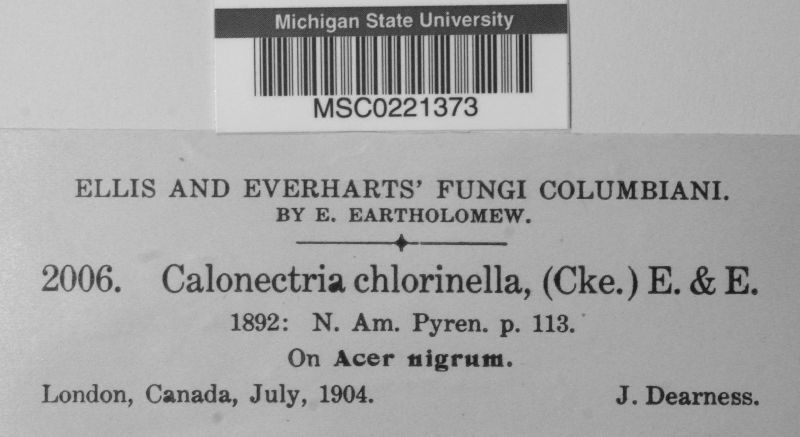 Calonectria chlorinella image