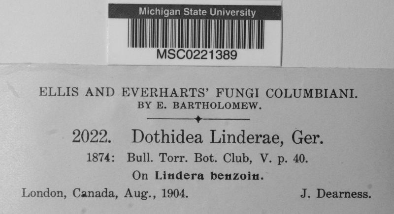 Dothidea linderae image