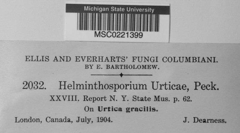 Helminthosporium urticae image