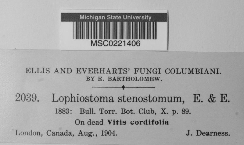 Lophiostoma stenostomum image