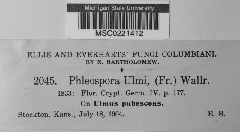 Phloeospora ulmi image
