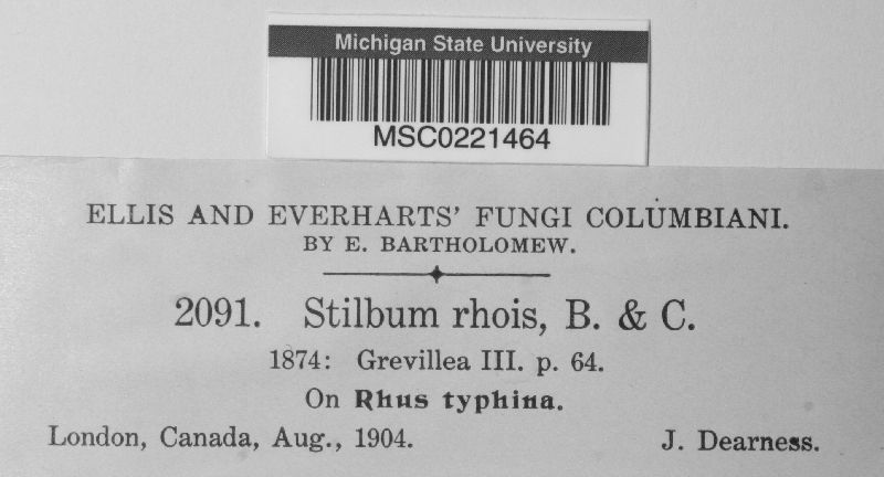 Stilbum rhois image