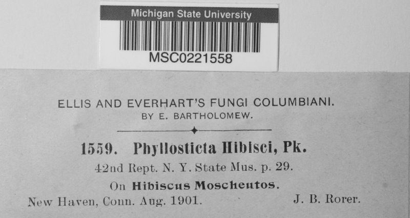 Phyllosticta hibisci image