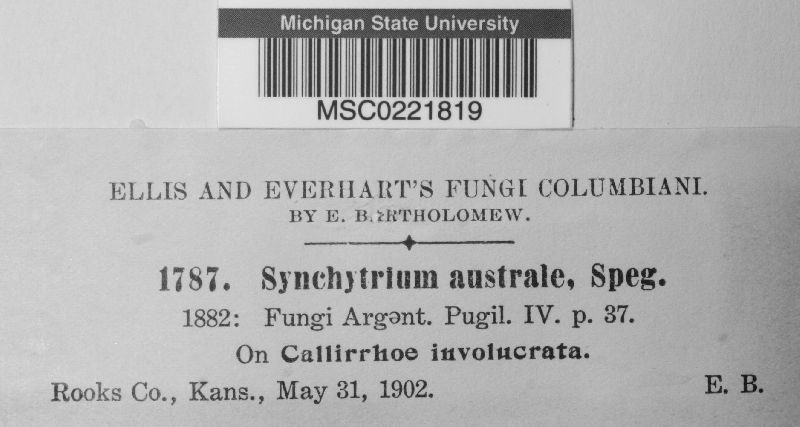 Synchytrium australe image