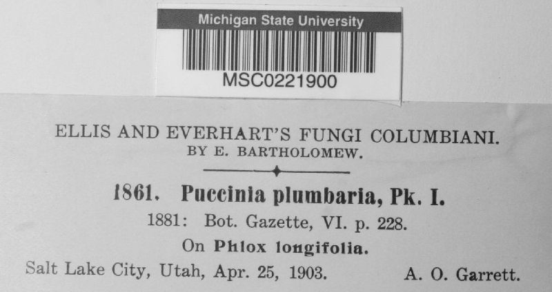 Puccinia plumbaria image