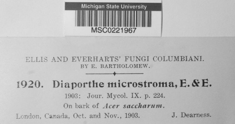 Diaporthe microstroma image