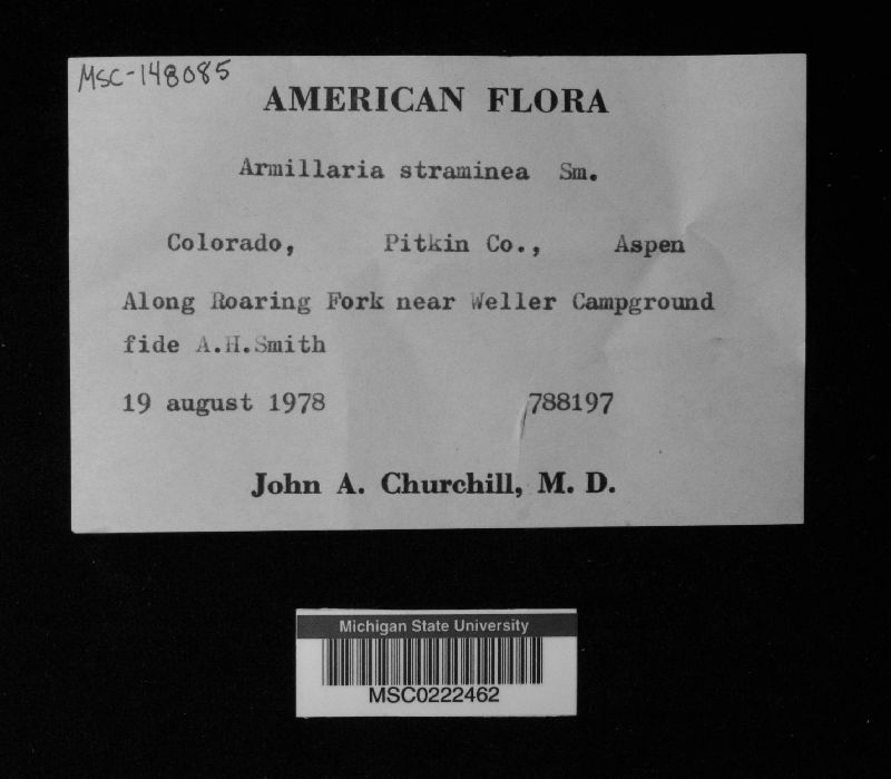 Armillaria straminea image