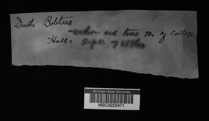 Boletus clintonianus image