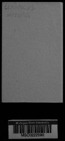 Clitopilus micropus image