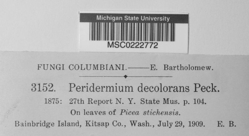 Peridermium decolorans image
