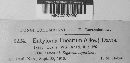 Eballistra lineata image