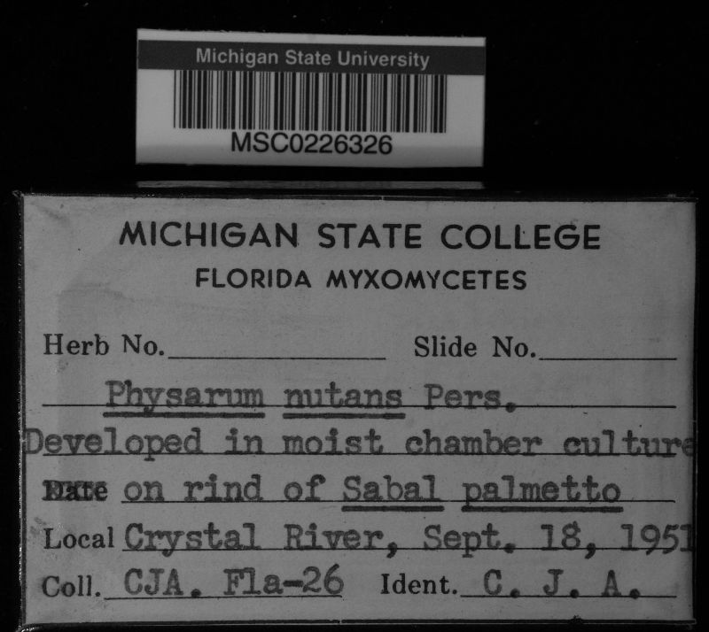 Physarum image