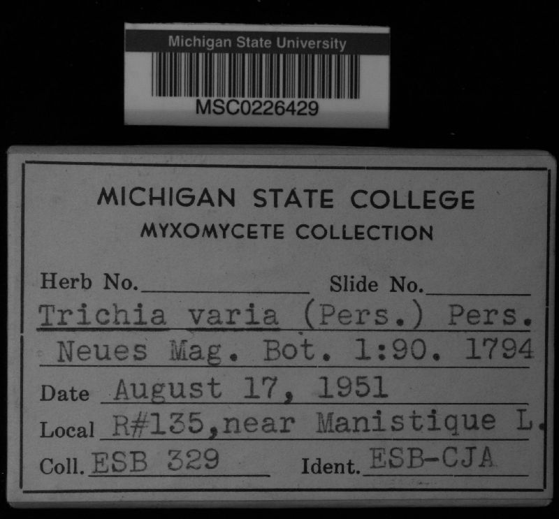 Trichia varia image