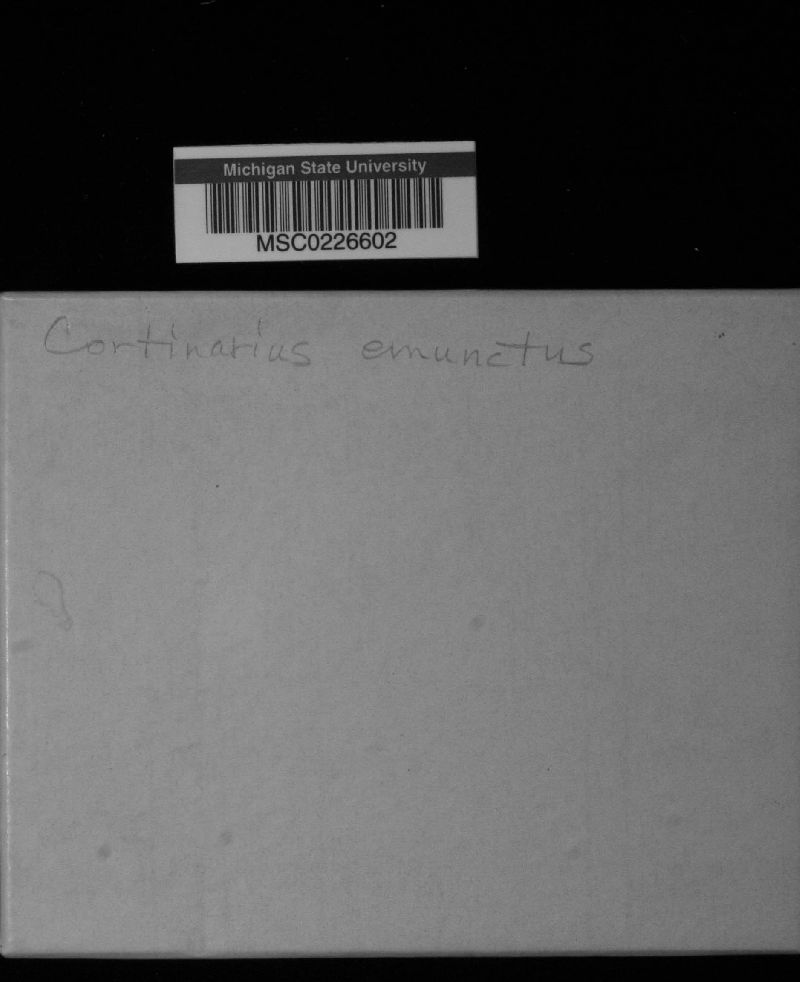 Cortinarius emunctus image