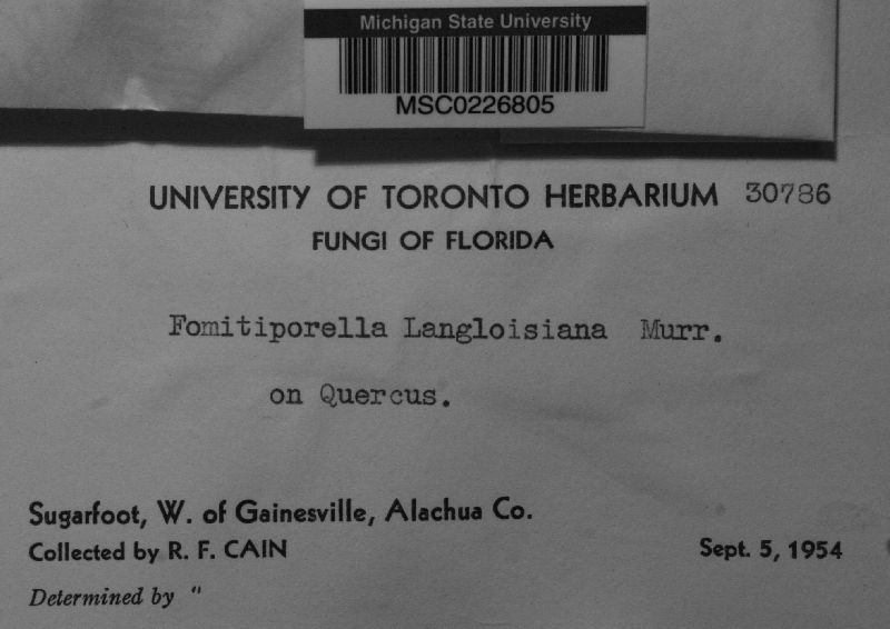 Fomitiporella langloisiana image