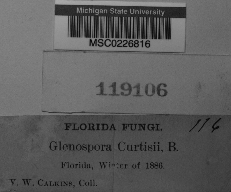 Glenospora curtisii image