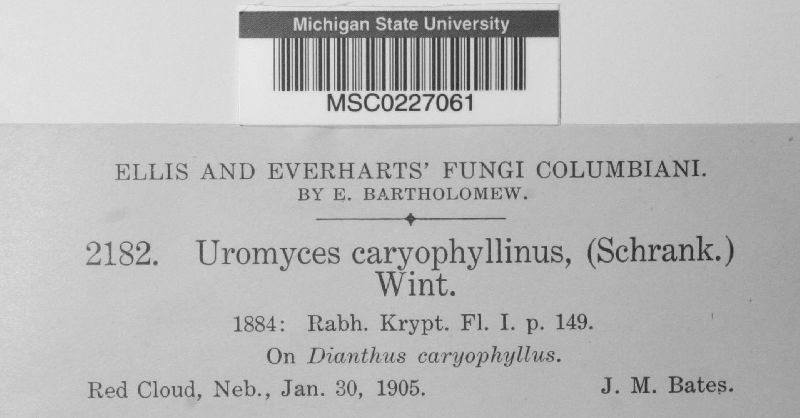 Uromyces dianthi image