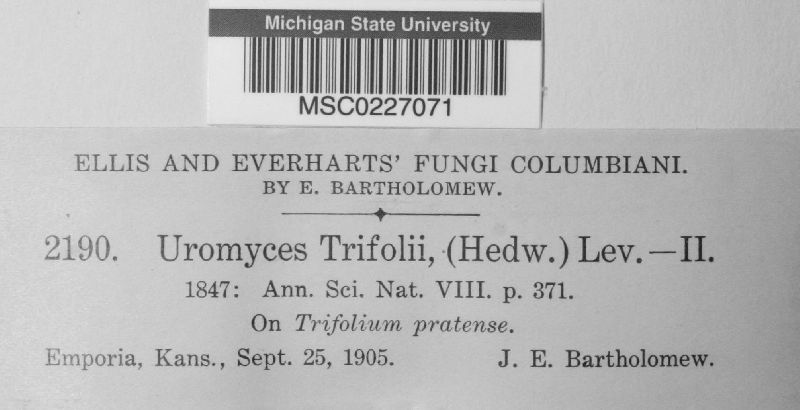Uromyces trifolii image