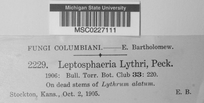 Leptosphaeria lythri image