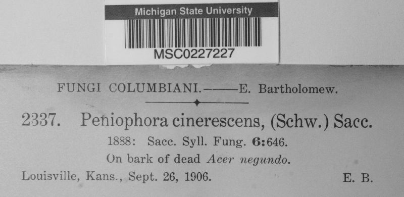 Peniophora cinerescens image