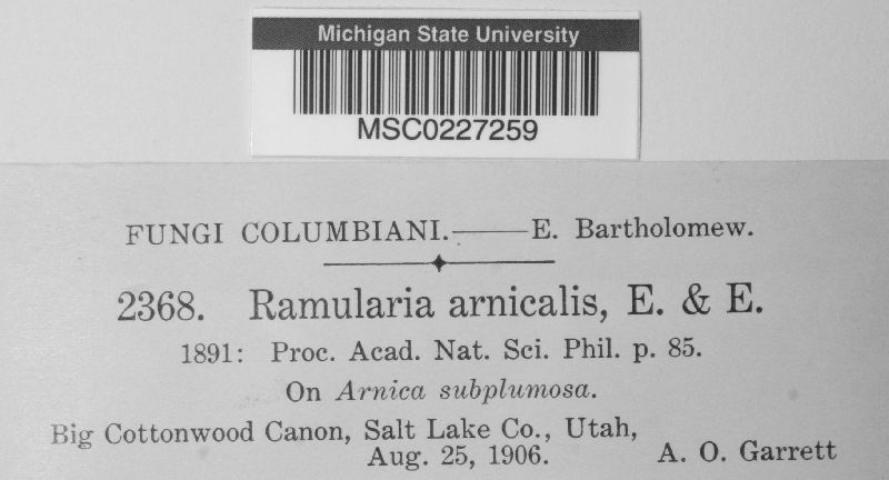 Ramularia arnicalis image