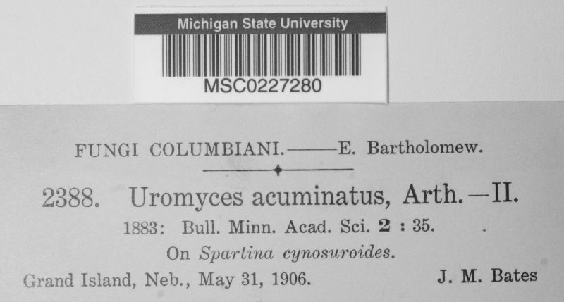 Uromyces acuminatus image